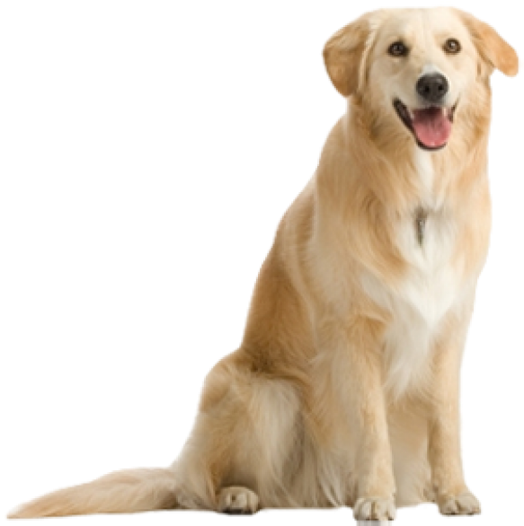 Dog Png For Designing - Real Dog Png Clipart (600x587), Png Download
