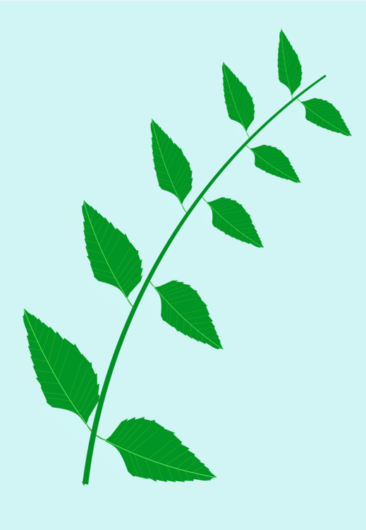 Neem Tree Leaf Drawing Medicinal Plants - Neem Tree Leaves Clip Art - Png Download (519x750), Png Download