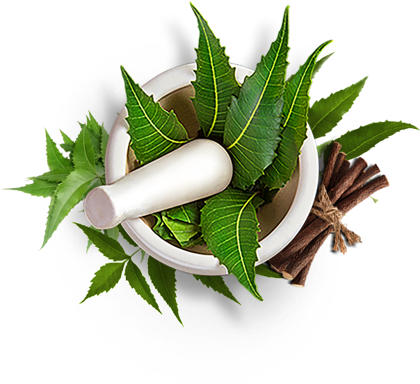 Neem - Ayurvedic Neem Png Clipart (694x694), Png Download