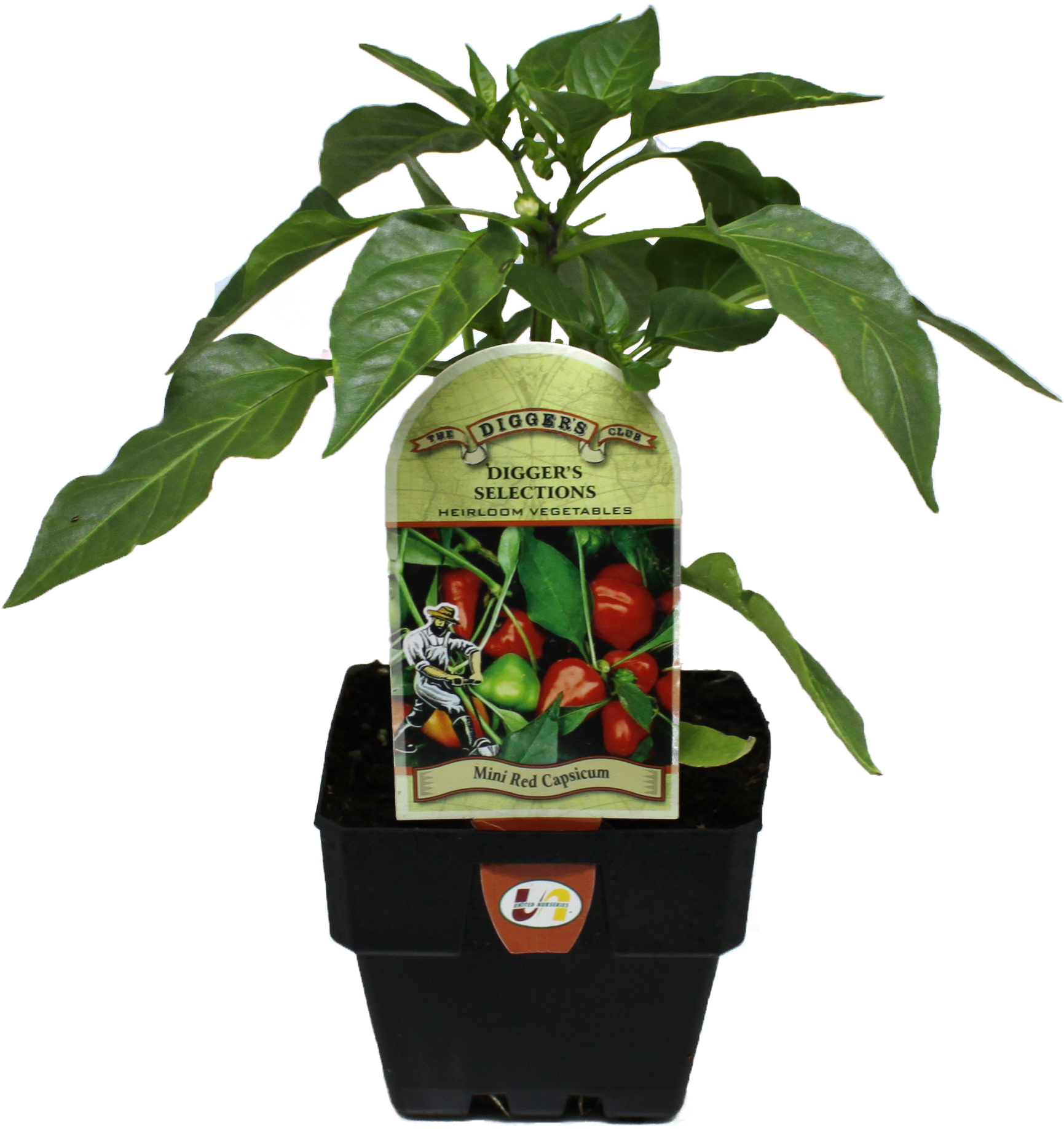 Latest News - Houseplant Clipart (1876x2201), Png Download