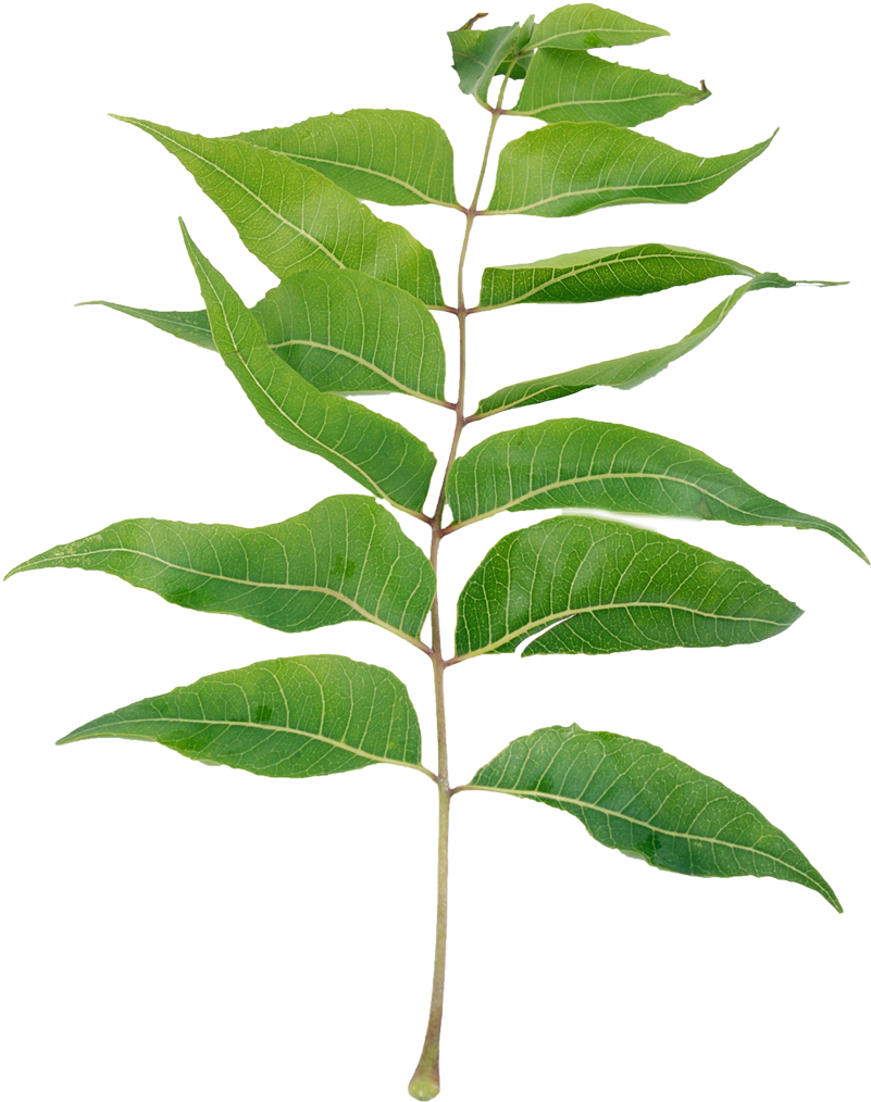 Neem Leaves Powder, Dietary Supplement - Neem Tree Leaf Png Clipart (800x1081), Png Download