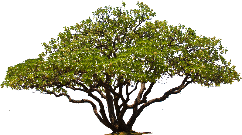 Tree Png Png Cutout Tree Png - Portable Network Graphics Clipart (900x600), Png Download