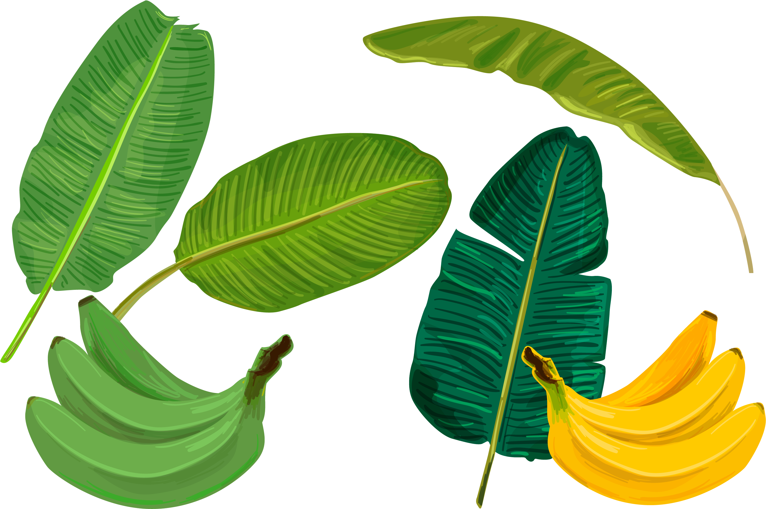 Banana Leaf Sadhya Transprent Png Free Download - Vector Banana Leaf Illustration Clipart (3133x2193), Png Download