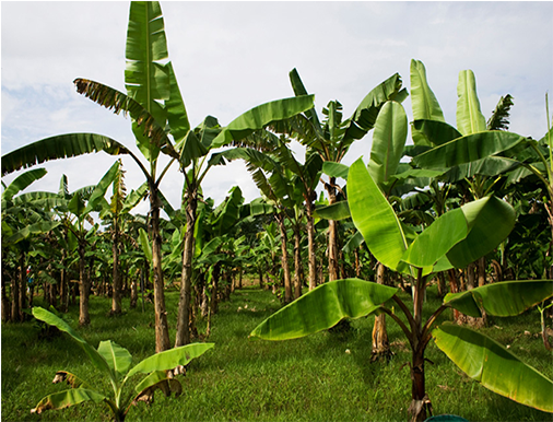 Field Service - Plantation Clipart (650x500), Png Download