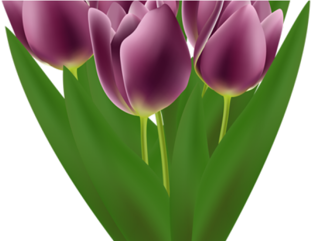 Tulip Clipart Flower Bookey - Clip Art - Png Download (640x480), Png Download