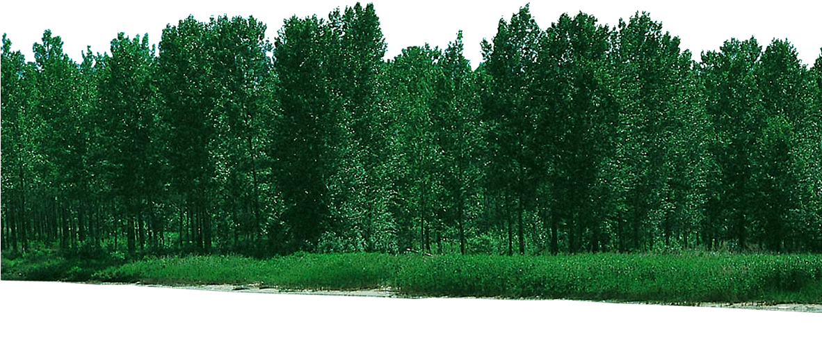 Forest Free Download Png - Psd File Clipart (1181x1181), Png Download