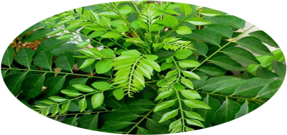 Curry Leaf Plant Clipart (1024x500), Png Download
