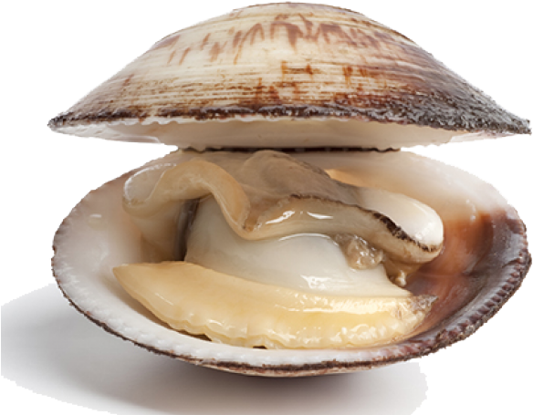 Difference Between A Clam Clipart (640x480), Png Download