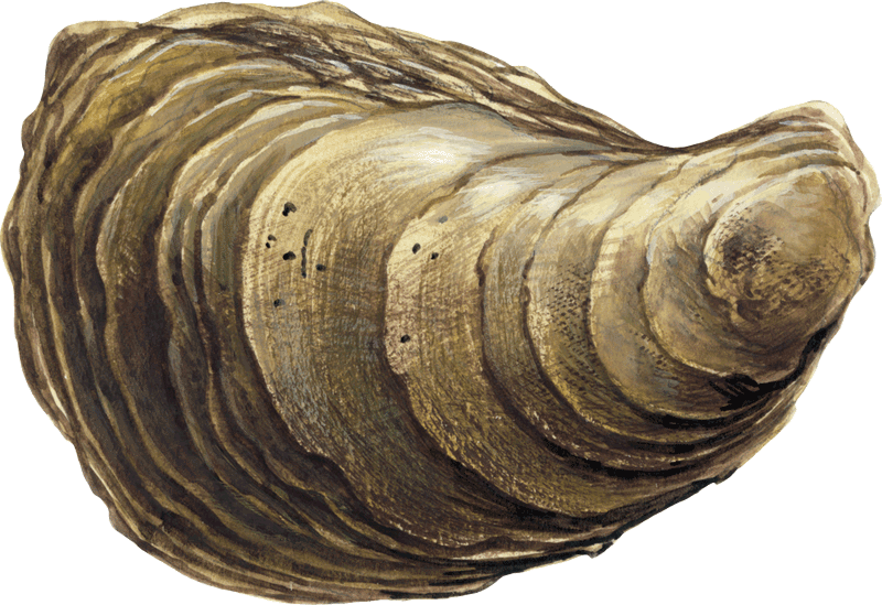 Blue Point Oyster Crassostrea Virginica Sw - Shell Clipart (800x549), Png Download