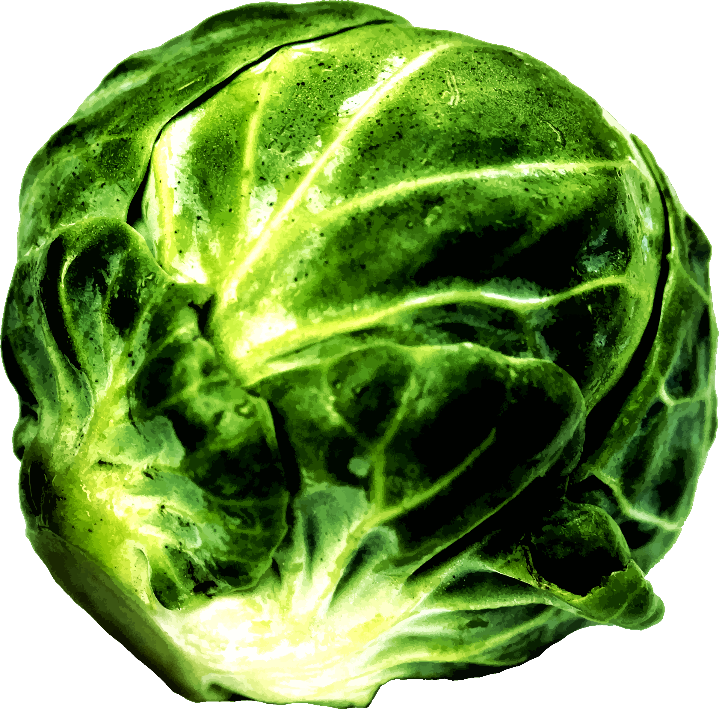 Medium Image - Brussel Sprout Clipart - Png Download (800x789), Png Download