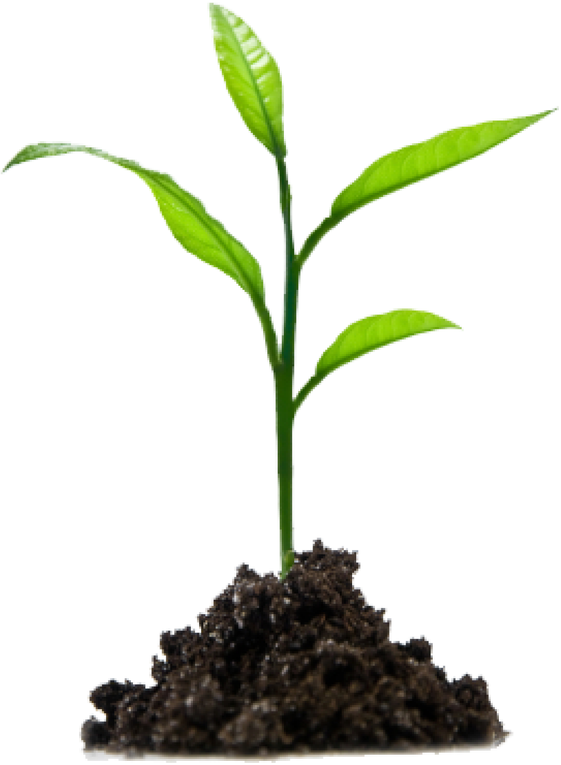 Planting Animal Kid - Growing In Jesus Clipart (1160x1570), Png Download