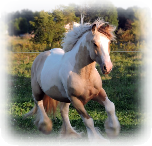 The Gypsy Vanners Of Northern Lights Ranch Are A Combination - Stallion Clipart (626x600), Png Download