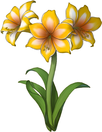 Tm - Lily Clipart (800x600), Png Download