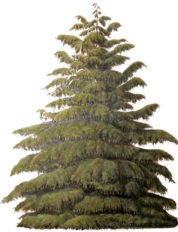 Evergreen, Tree - Sugar Pine Transparent Clipart (675x900), Png Download