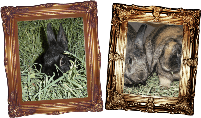 Feed Even More Hay - Picture Frame Clipart (787x460), Png Download