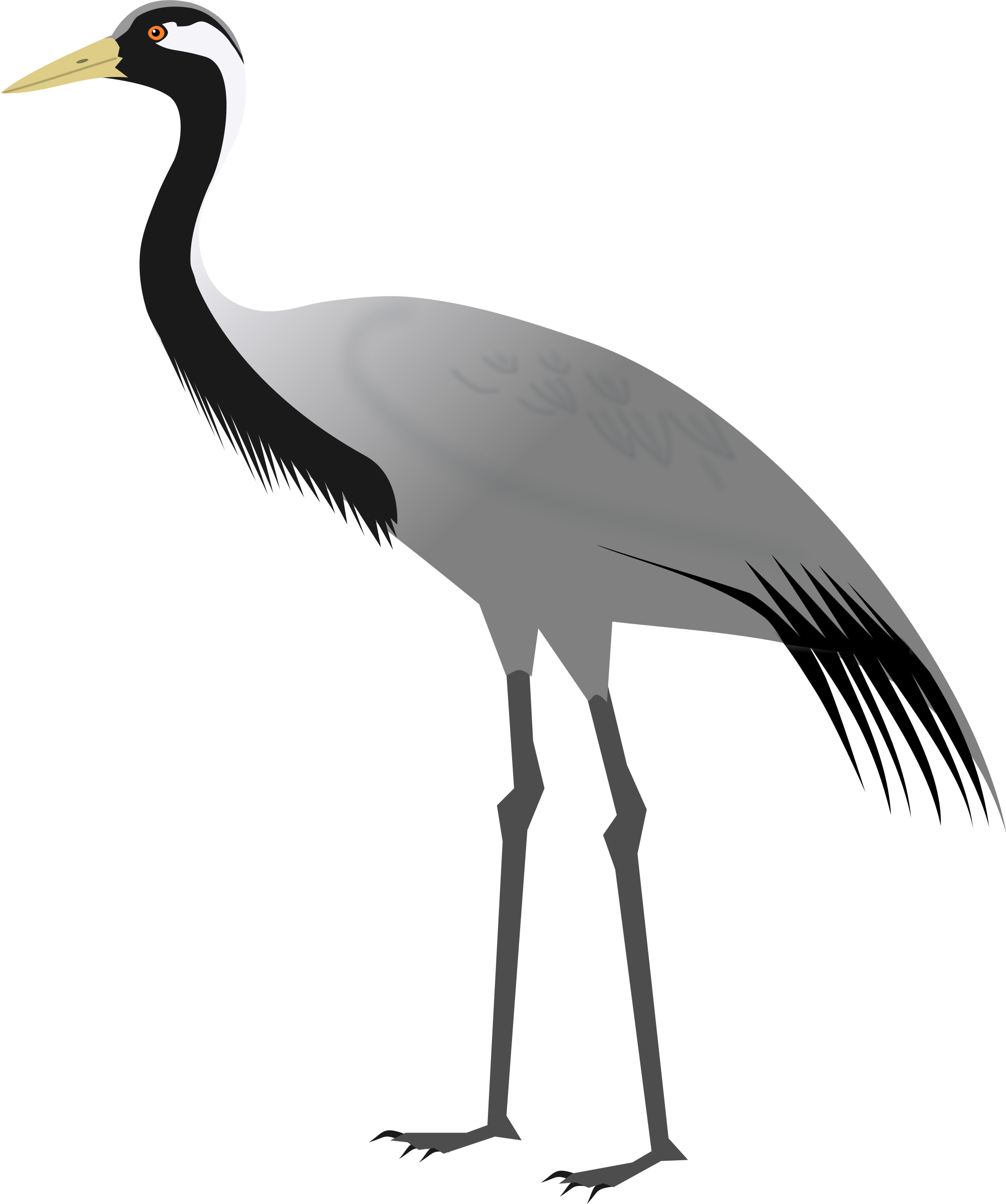 Birds Transparent Crane - Demoiselle Crane Clipart (2000x2394), Png Download