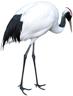 Kisspng Red Crowned Crane Download Crane - Red-crowned Crane Clipart (600x600), Png Download