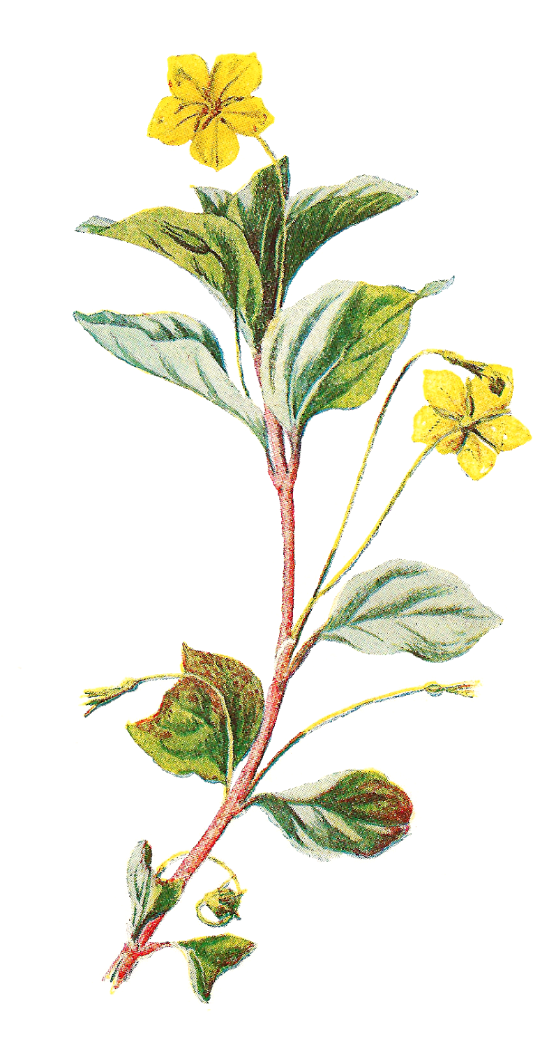 Digital Wildflower Downloads - Grabados Flores Png Clipart (917x1600), Png Download