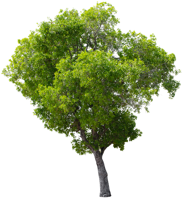 Tree, Green, Isolated, Garden, Forest, Decoration - Apple Tree Without Fruit Clipart (583x637), Png Download