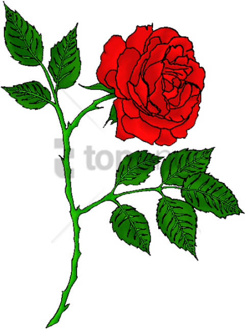 Free Png Red Rose Tattoo Transparent Png Image With - Rose Tattoo Png Clipart (480x644), Png Download