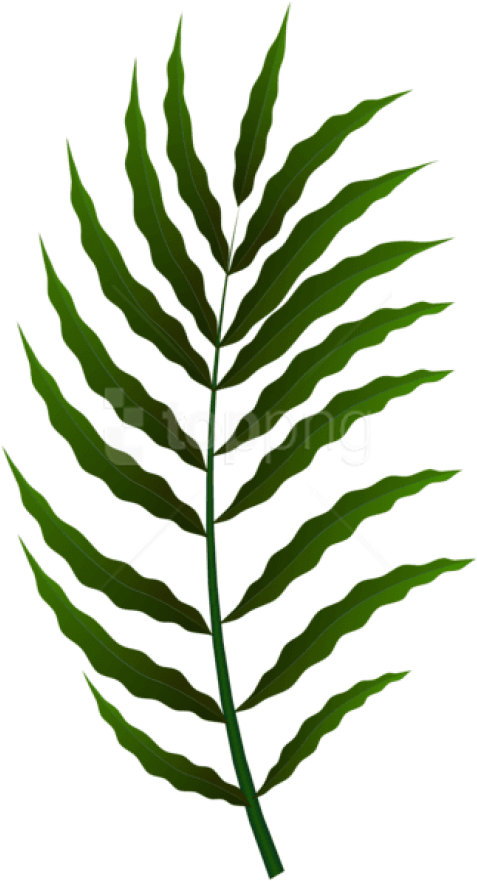 Free Png Download Green Leaf Clipart Png Photo Png - Fern Transparent Png (480x887), Png Download
