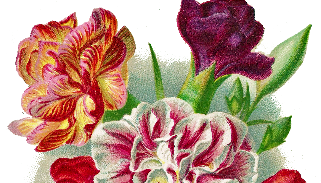 Flower Carnation Vintage Png , Png Download - Carnation Png Images Free Clipart (1084x619), Png Download