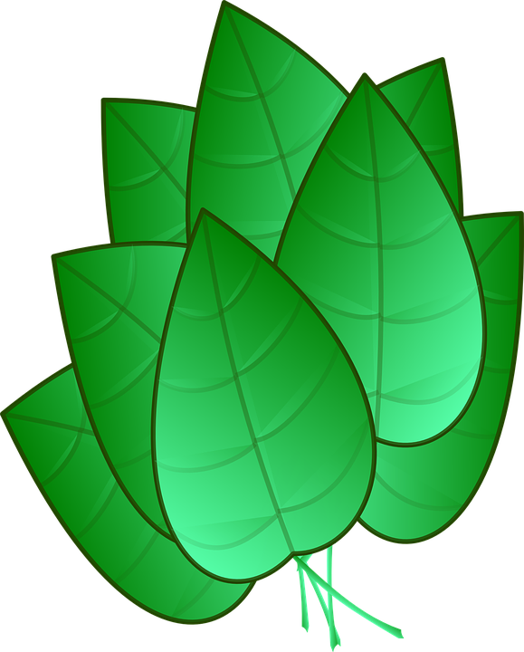 Green Leaves Clipart Tobacco Leaf - Desenho De Folhas Verdes Png Transparent Png (579x720), Png Download