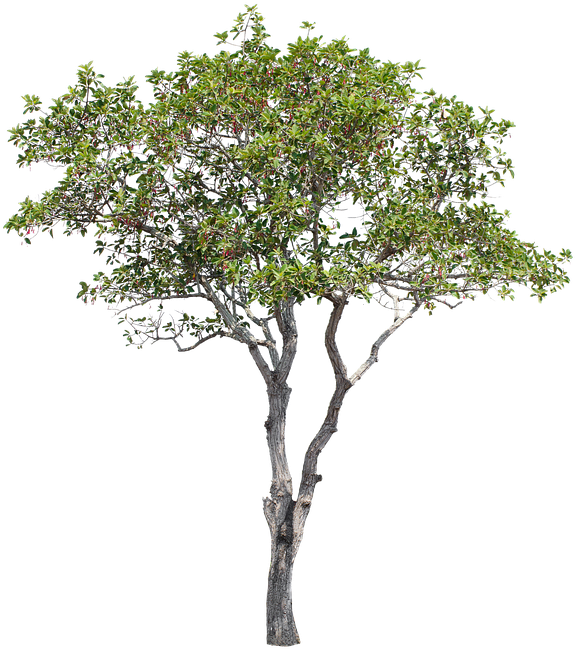 Tree, Green, Isolated, Garden, Forest, Decoration - Arbol En Png Fondo Blanco Clipart (720x720), Png Download