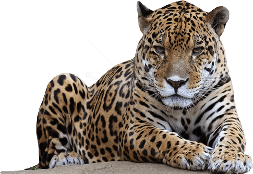 Free Png Download Jaguar Free Pictures Png Images Background - Leopard Png Clipart (850x585), Png Download