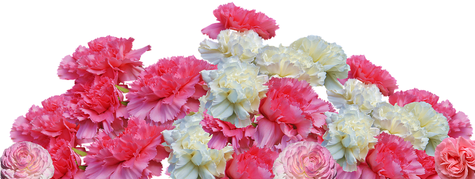 Canvas Print Cloves Flowers Carnation Pink Blossom - Cloves Flower Clipart (960x638), Png Download