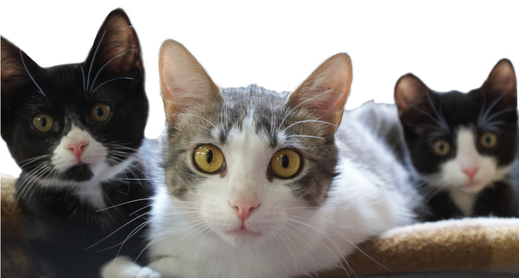 Kittens Adopt Clipart (1030x690), Png Download