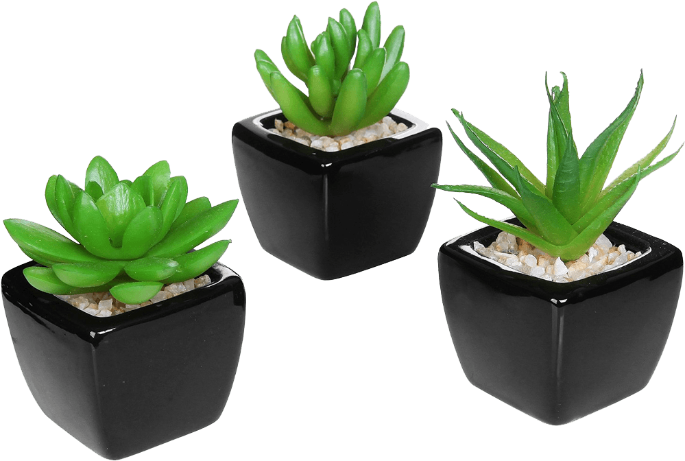 Set Of Modern Home Decor Mini Succulent - Small Desk Plants Clipart (1000x1000), Png Download