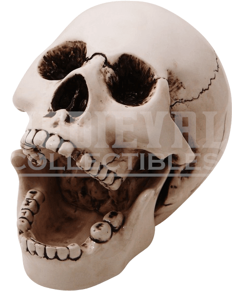Human Skeleton Clipart (647x647), Png Download
