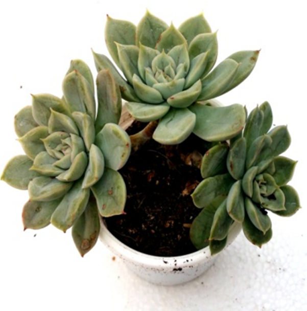 Graptoveria 'pik Ruz' Succulent Plant - Flowerpot Clipart (600x770), Png Download