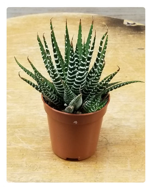 Mini Succulent 3" Potted Plant Variety - Flowerpot Clipart (524x640), Png Download