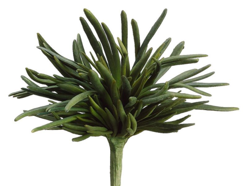 10" Finger Succulent Bush Green - Agave Clipart (800x800), Png Download