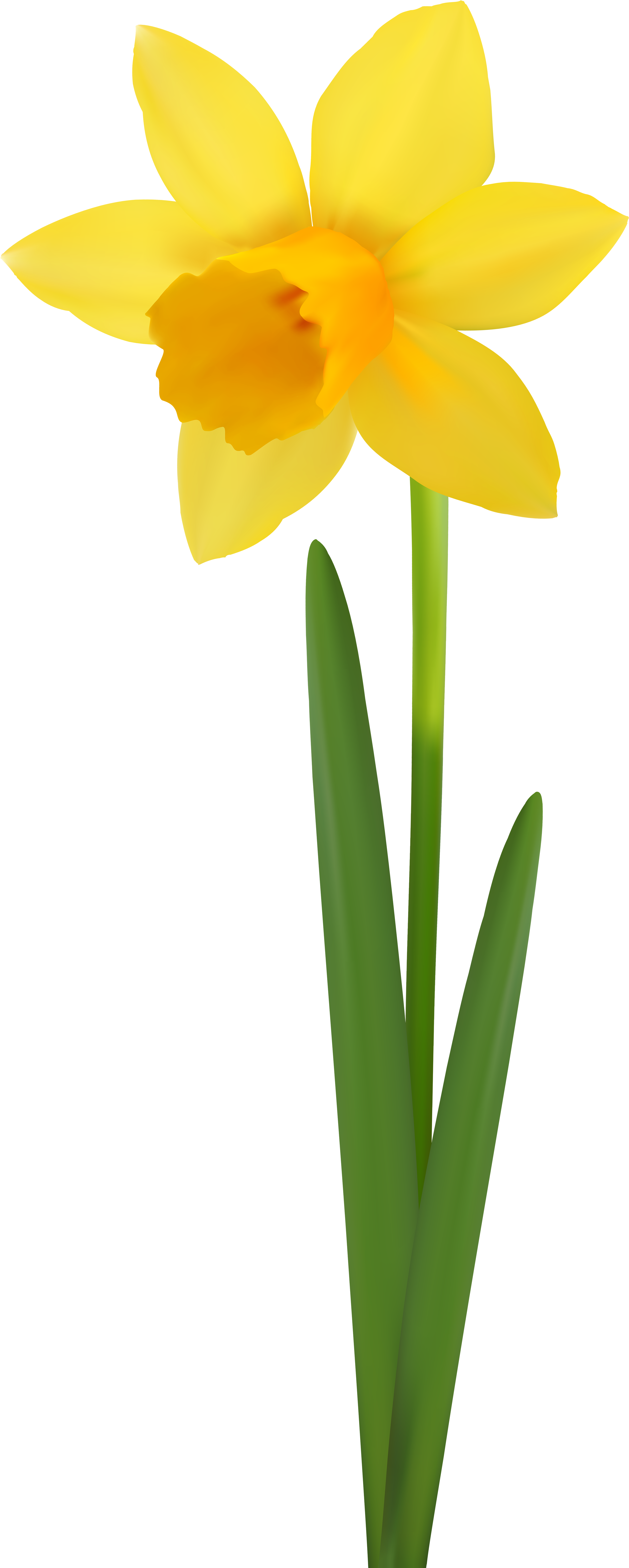 Daffodil Flower Transparent Image - Narcissus Clipart (3384x8000), Png Download