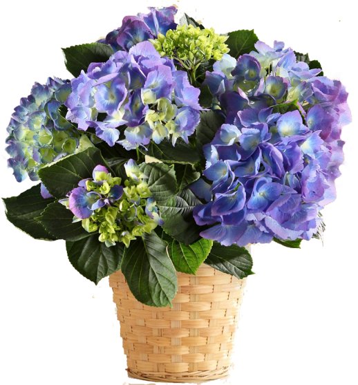 Hydrangea Bouquet Transparent Clipart (600x556), Png Download