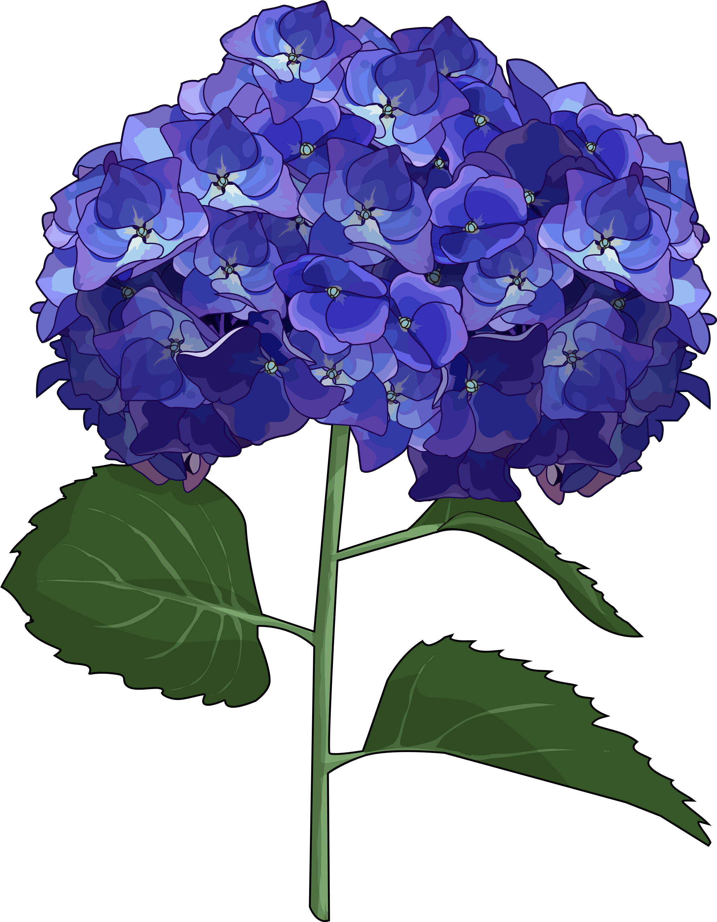 French Cut Flowers - Flores Hortensias Dibujo Clipart (2480x3508), Png Download