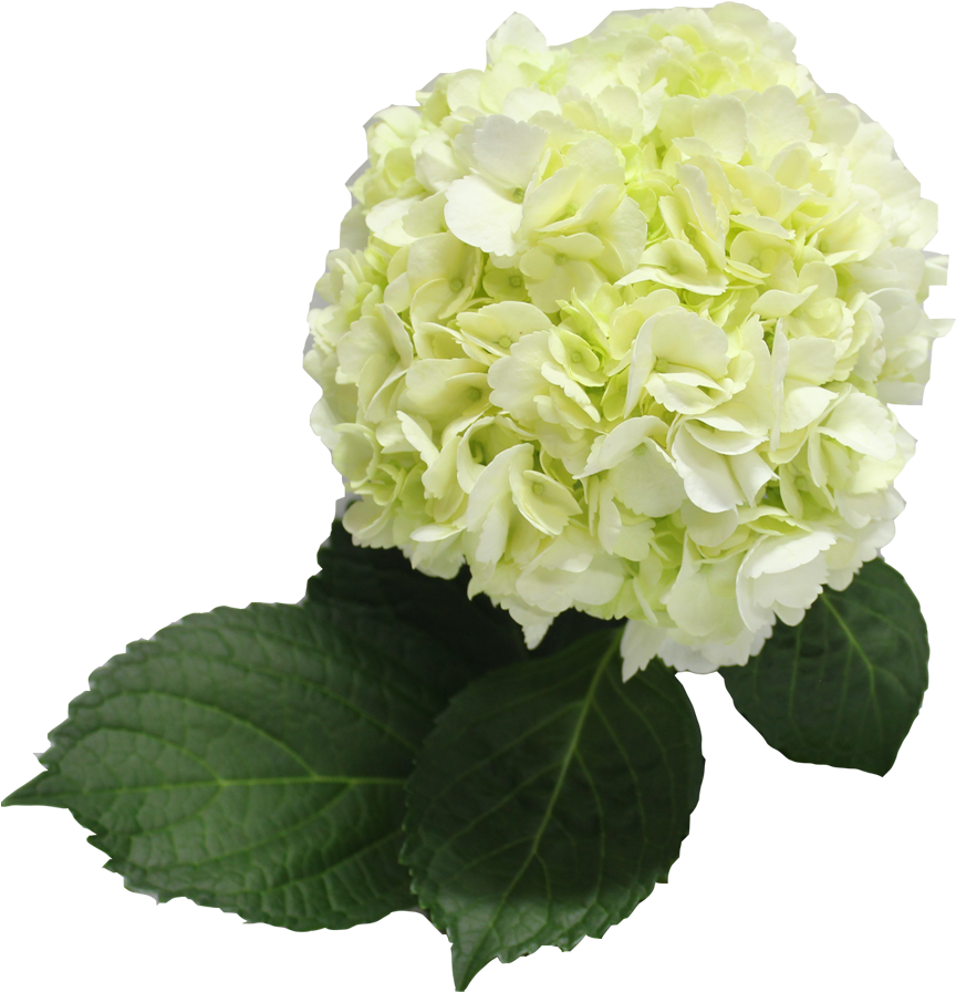 Single Color Box For Natural Hydrangeas Full - Hydrangea Clipart (1000x900), Png Download