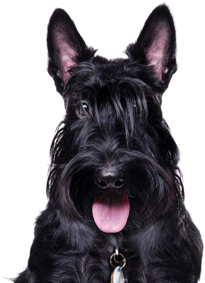 565 X 585 1 - Scottish Terrier Clipart (565x585), Png Download