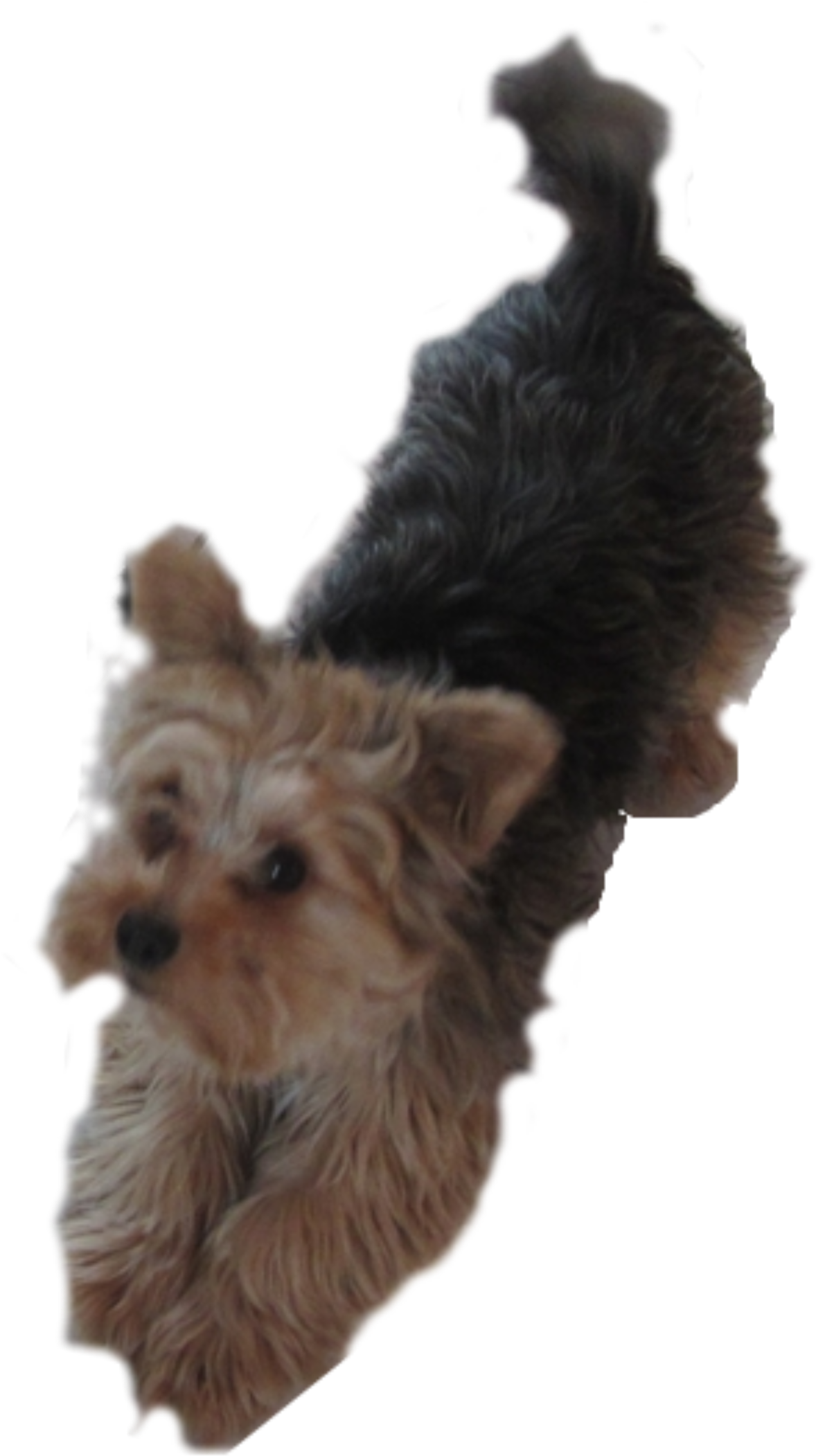 Yorkie Dog Pleading Icons Png - Dog Yorkie Clip Art Transparent Png (1624x2400), Png Download