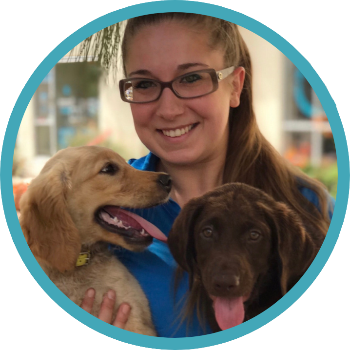 Amber-puppies - Companion Dog Clipart (718x718), Png Download