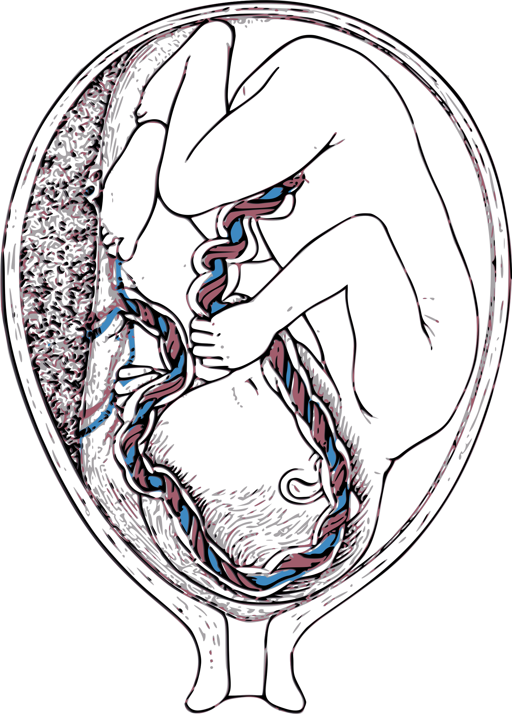 This Free Icons Png Design Of Inside Mother Clipart (1720x2400), Png Download