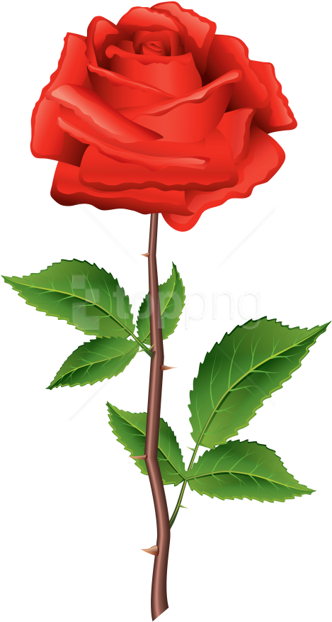 Free Png Download Stem Red Rose Clipart Png Photo Png - Flower Png With Stem Transparent Png (480x900), Png Download