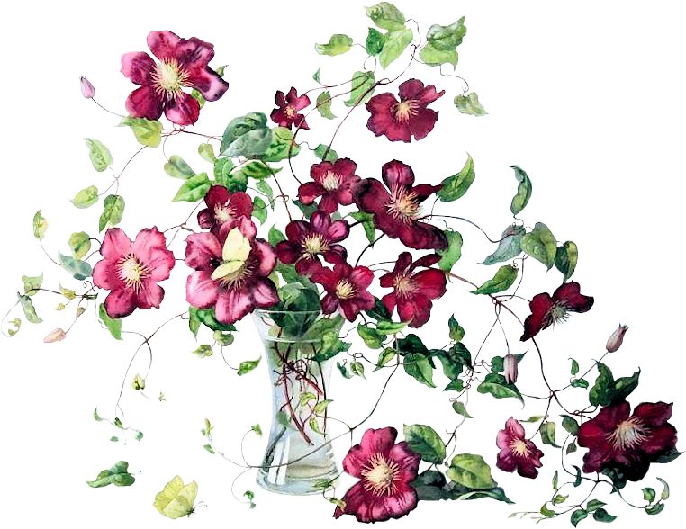 Clematis-vase - Watercolor Painting Clipart (800x639), Png Download