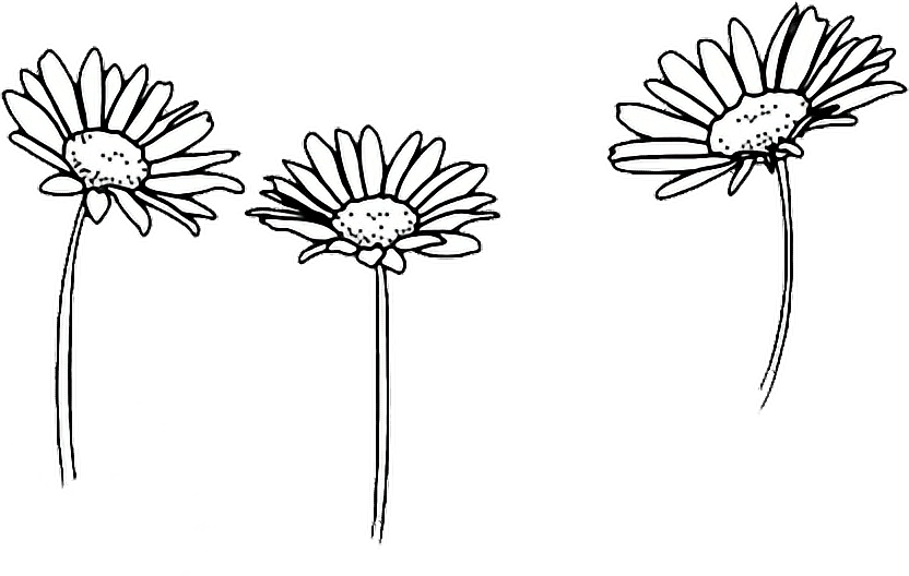 Comfortable Drawing Outline Sunflowers - Black And White Doodles Flowers Clipart (832x528), Png Download