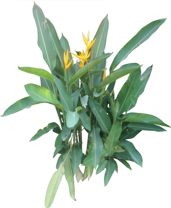 Heliconia Bihai - Tropical Plant Png Free Clipart (600x730), Png Download