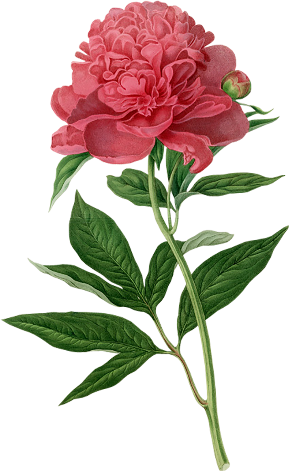 Peony Botanical Illustration Botany Printmaking Printing - Flower Illustration Botanical Clipart (922x1499), Png Download