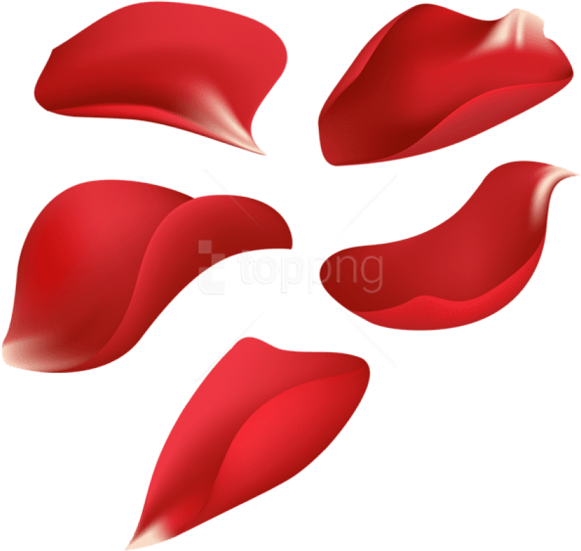 Free Png Download Red Rose Petals Transparent Png Images - Transparent Red Rose Petals Clipart (850x812), Png Download